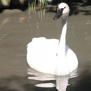 Trumpeter swan