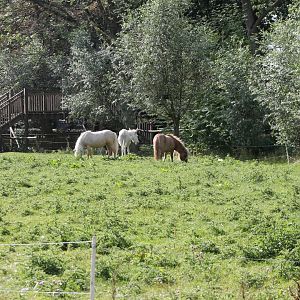 Horse-meadow
