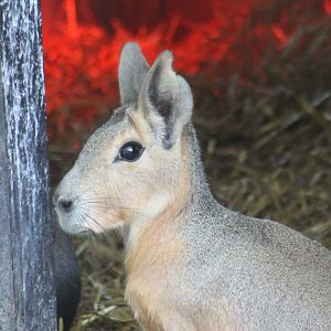 Patagonian cavy