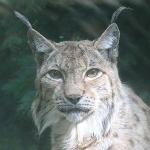 European lynx