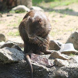 Coypu