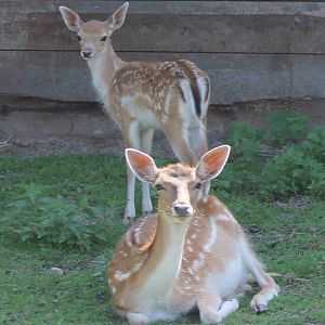 Fallow deers