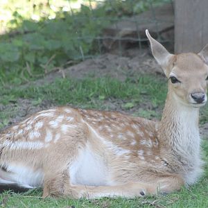 Fallow deer-young