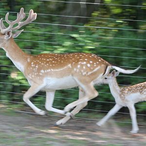 Fallow deer-action