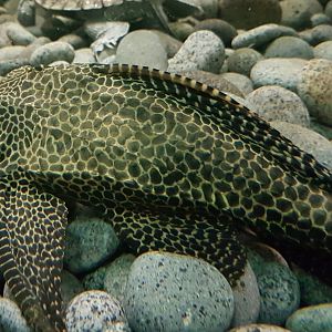 Catfish - Pleco