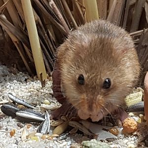 Harvest mouse