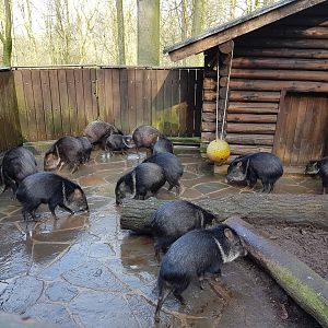 Collared peccaries and house