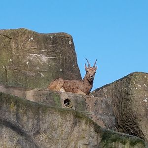 Ibex