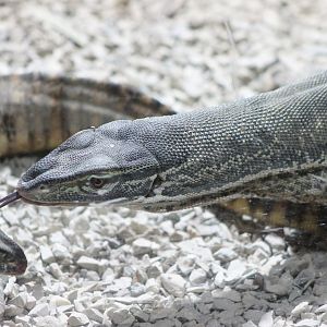 Gould's monitor - Varanus gouldii
