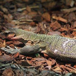 Peach-throated monitor - Varanus jobiensis