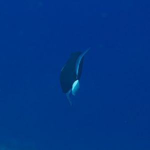 Pink-tailed Triggerfish