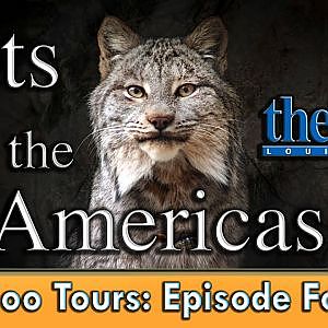 Zoo Tours: Cats of the Americas