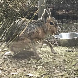 Patagonian Mara