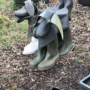 The elusive Welly Dog