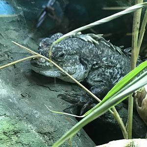 Utila spiny tailed iguana