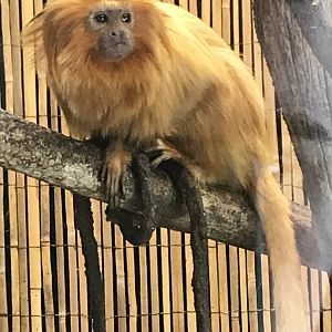 Golden lion tamarin
