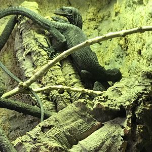Black tree monitor