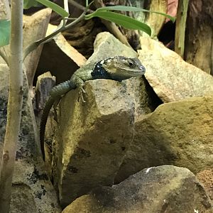 Blue fence lizard