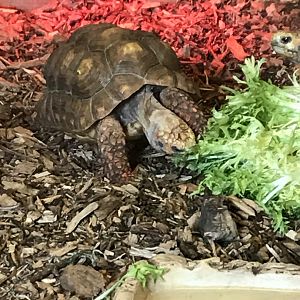 Red-footed tortoise