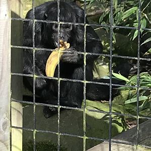 Feeding Columbian black spider monkey