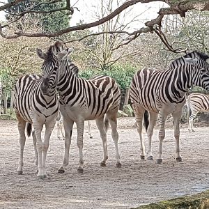 Plains zebras