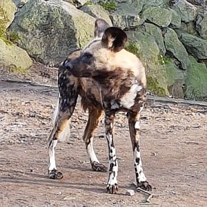 African hunting dog