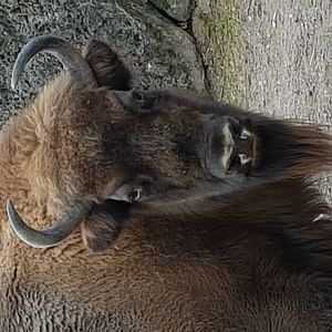 Wisent bull