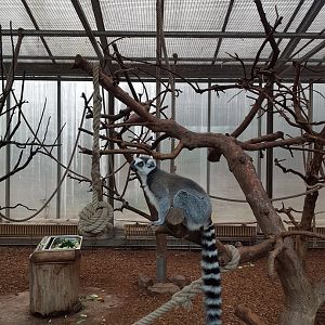 Ring tailed lemurs and black lemurs indoor accommodation
