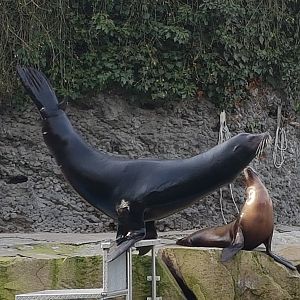 Californian sealion feeding demonstration