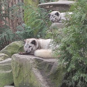 Arctic fox enclosure