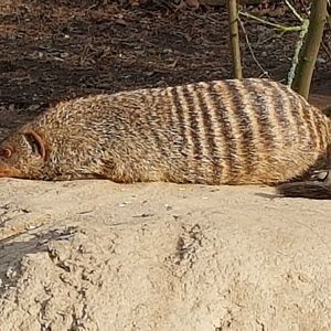 Zebra mongoose