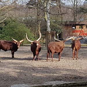 Ankole cattle