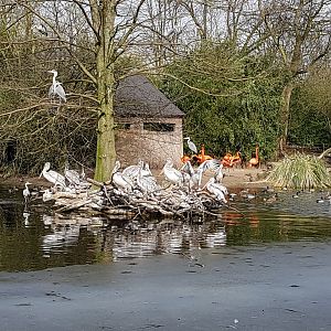 Pelicans and flamingos