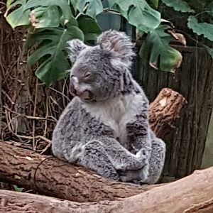 Koala