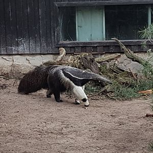 Giant anteater
