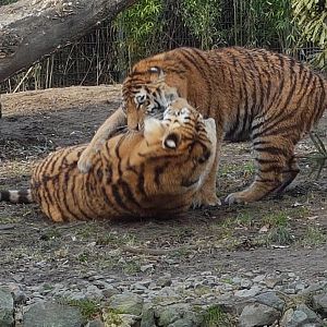 Amur tigers