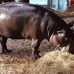 Pygmy hippopotamus