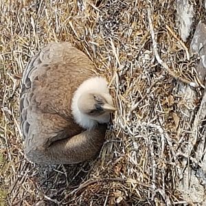 Griffon vulture