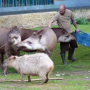 The Job Of My Dreams (6-8-17 Zoo Köln)