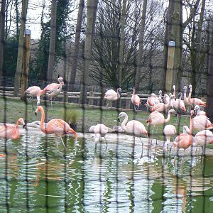 Flamingo Flock - 11 March 2018