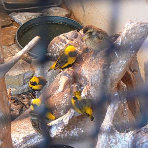 Yellow-crowned Bishop - 11 March 2018