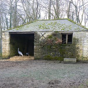 Cranes and 'House' - 11 March 2018