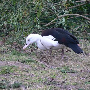 Radjah Shelduck - 11 March 2018