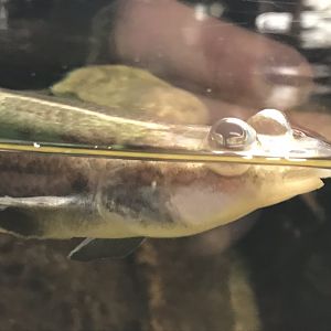 Four-eyed fish 280118
