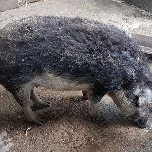 Hongarian woolly pig