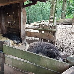 Hongarian woolly pig-enclosure