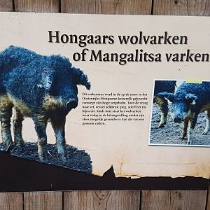 Sign Hongarian woolly pig