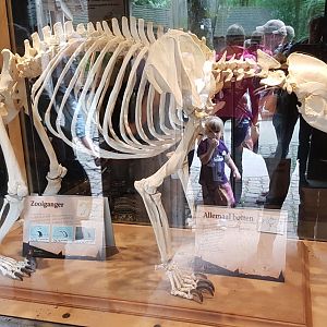 Brown bear-skeleton