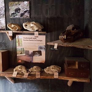 Brown bear-information