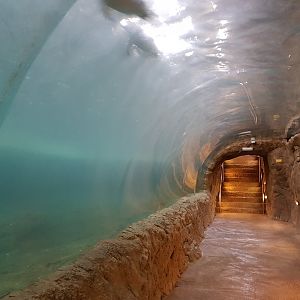 Underwater viewing king and gentoo penguins